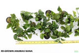 Anubias Nana_Anubias_Aquarium Plant_Aquarium Plants for Sale