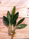 Anubias Congensis for sale on Dustin's Fishtanks