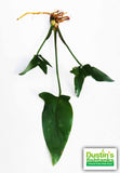 Anubias Gigantea (the Ultimate Anubias) POTTED