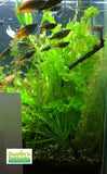 aponogeton ulvaceus for sale on Dustin's Fishtanks