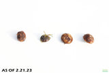 Aponogeton Boivinianus BULBS_Background Cichlid Plant_Aquarium plants for sale_aquarium plant for sale
