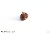 Aponogeton Boivinianus BULBS_Background Cichlid Plant_Aquarium plants for sale_aquarium plant for sale