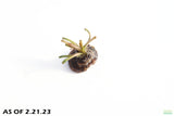 Aponogeton Boivinianus BULBS_Background Cichlid Plant_Aquarium plants for sale_aquarium plant for sale
