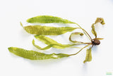 Aponogeton Boivinianus_Background Aquarium Plant_Aquarium Plants for sale