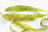 Aponogeton Boivinianus_Background Aquarium Plant_Aquarium Plants for sale