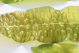 Aponogeton Boivinianus_Background Aquarium Plant_Aquarium Plants for sale
