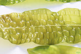 Aponogeton Boivinianus_Background Aquarium Plant_Aquarium Plants for sale
