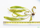 Aponogeton Boivinianus_Background Aquarium Plant_Aquarium Plants for sale