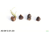 Aponogeton Henkelianus BULB_Thin Leaf Mad Lace_Aquarium plant for sale_aquarium plants for sale
