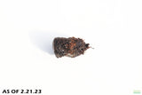 Aponogeton Henkelianus BULB_Thin Leaf Mad Lace_Aquarium plant for sale_aquarium plants for sale