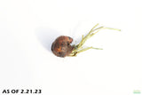Aponogeton Henkelianus BULB_Thin Leaf Mad Lace_Aquarium plant for sale_aquarium plants for sale