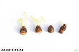 Aponogeton Ulvaceus BULBS_Aquarium plants for sale_Aquarium Plant For Sale