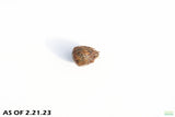Aponogeton Ulvaceus BULBS_Aquarium plants for sale_Aquarium Plant For Sale