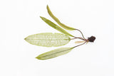 Madagascar Lace Plant (Aponogeton madagascariensis) (Small)