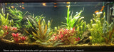 Aquarium Lighting Testimonial Steve B
