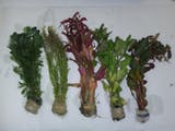 Alina Impressive First off, got way way more then stated. Second, my goodness do they look good. I have tried amazon, eBay, aquarium co-op and my local fish store. Nothing were ever too impressive. Not only did i get 4+1 species for 19.95, but there were many of each. Everywhere else I've seen you pay way more for way less. I will never buy from anyone else!