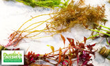 Myriophyllum tuberculatum (INSANE Red Aquarium Plant)