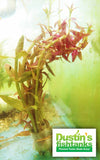 Limnophila Aromaticoides "Hybrid Purple"
