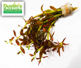 Limnophila Aromaticoides "Hybrid Purple"