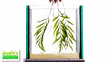 Bolbitus (BULLET PROOF) heudelotii, African Water Fern