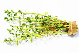 Moneywort.... Bacopa Monnieri   (HARDY, EASY Stem Plant)