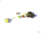 Banana Plant Nymphoides Aquatica Easy Beginner Plant_Aquarium Plant For Sale_Aquarium Plants For sale_Banana plant_Banana plants_Bananas