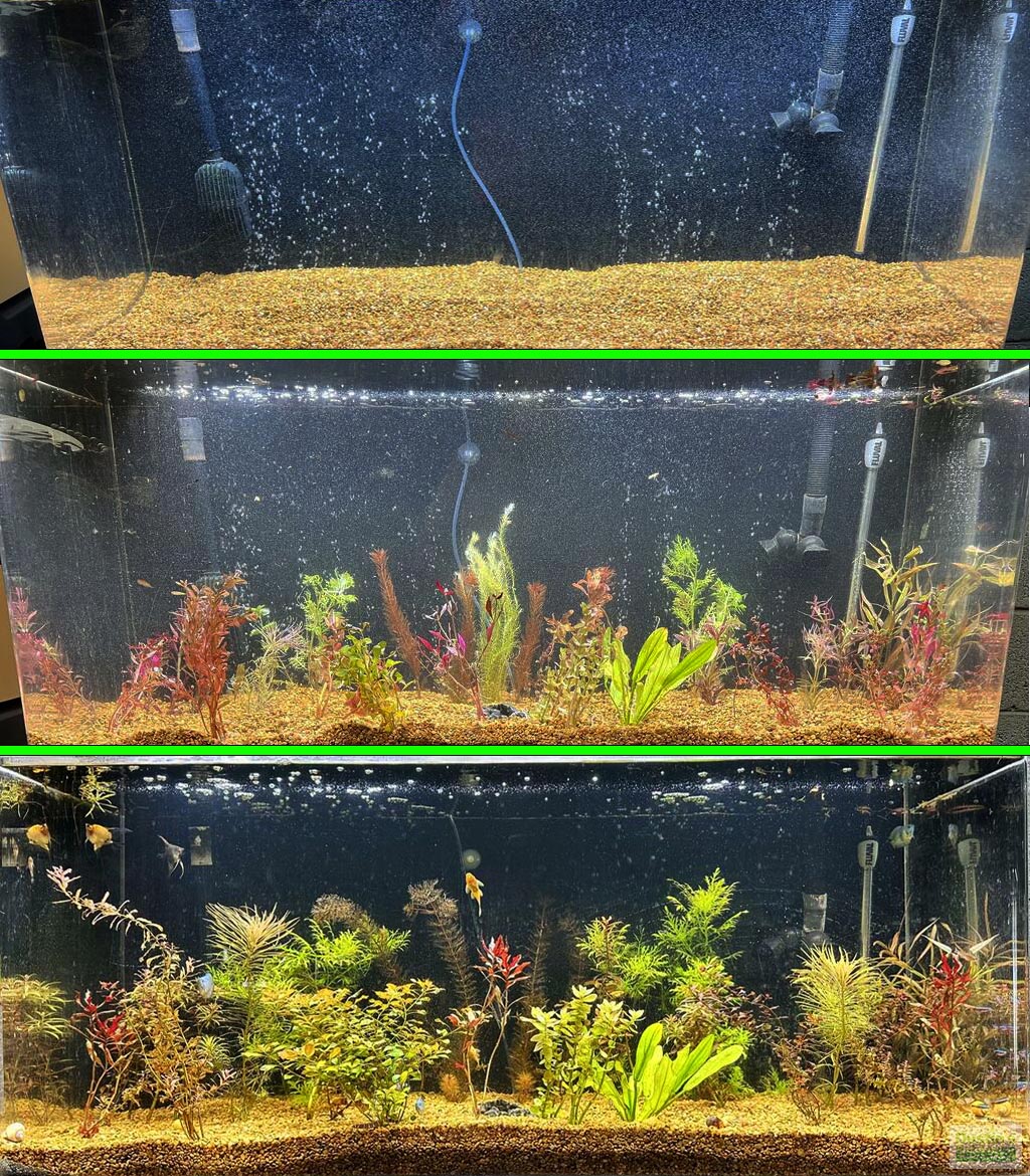 My Final 15 gallon set up! Java moss!