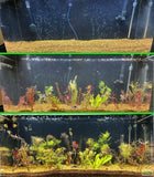 Beginner Aquarium Plant Package