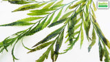 Bolbitus (BULLET PROOF) heudelotii, African Water Fern