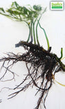 Bolbitus (BULLET PROOF) heudelotii, African Water Fern
