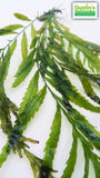 Bolbitus (BULLET PROOF) heudelotii, African Water Fern