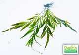 Bolbitus (BULLET PROOF) heudelotii, African Water Fern