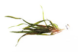 Cryptocoryne Balansae_Crypt_Crypts_Aquarium PLant_Aquarium Plants For Sale