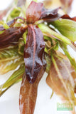 Rubin Sword_the Red Monster_Echinodorus_Aquarium Plant For Sale