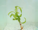 Crinum Spiralis_Spiral Crinum_Aquarium Plant For Sale_Aquarium Plants For Sale