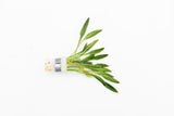 Cryptocoryne Parva_Short Crypt_Aquarium plant for sale_Aquarium plants for sale