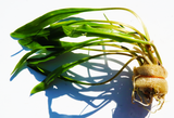 Cryptocoryne Spiralis_Aquarium Plant_Aquarium Plants_Crypt_Crypts_Spiralis