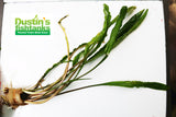 Beginner Aquarium Plant Package