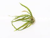 Cryptocoryne Balansae_Crypt_Crypts_Aquarium PLant_Aquarium Plants For Sale