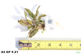 Cryptocoryne Crypt Bronze Wendtii Brown Leaf Stem_Aquarium Plants for sale_Aquarium Plant