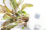 Cryptocoryne Crypt Bronze Wendtii Brown Leaf Stem_Aquarium Plants for sale_Aquarium Plant