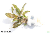 Cryptocoryne Crypt Bronze Wendtii Brown Leaf Stem_Aquarium Plants for sale_Aquarium Plant