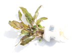 Cryptocoryne Crypt Bronze Wendtii Brown Leaf Stem_Aquarium Plants for sale_Aquarium Plant