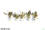 Cryptocoryne Crypt Bronze Wendtii Brown Leaf Stem_Aquarium Plants for sale_Aquarium Plant