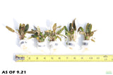Cryptocoryne Crypt Bronze Wendtii Brown Leaf Stem_Aquarium Plants for sale_Aquarium Plant