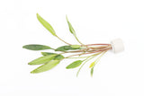 Cryptocoryne Lucens_Crypt_Crypts_Aquarium Plants For Sale_Aquarium Plant
