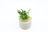Cryptocoryne Parva_Crypt_Crytps_Aquarium Plant_aquarium Plants For Sale