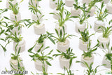 Cryptocoryne Parva_Crypt_Crytps_Aquarium Plants for sale_Aquarium Plants