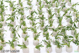 Cryptocoryne Parva_Crypt_Crytps_Aquarium Plants for sale_Aquarium Plants