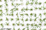 Cryptocoryne Parva_Crypt_Crytps_Aquarium Plants for sale_Aquarium Plants